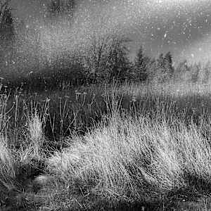 Dust Devil, Grass, Stars by Sandy Brown Jensen, Image 2.