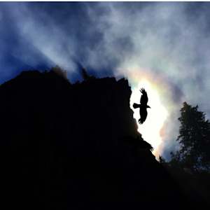 Raven Opens the Night 5" x 8" by Sandy Brown Jensen