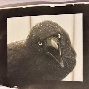 Arctic Noir by Sandy Brown Jensen