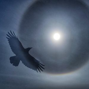 How Raven Stole the Sun (small) by Sandy Brown Jensen  Image: How Raven Stole the Sun (small)