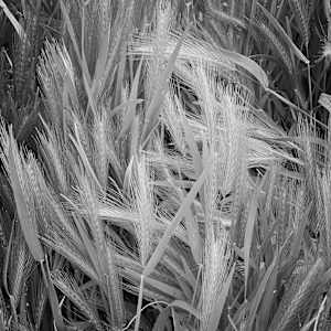 Long Grass on Wild Iris Ridge by Sandy Brown Jensen, Image 2.