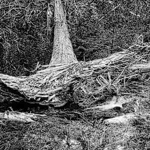 Mothertree by Sandy Brown Jensen