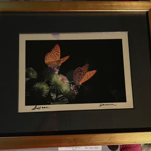 Sisters: Two Fritallaries by Sandy Brown Jensen, Image 1.