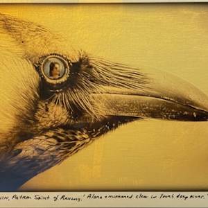 St. Kevin, Patron Saint of Ravens, "Alone and mirrored clear in love's deep river." (Gilded 12" x 15") by Sandy Brown Jensen