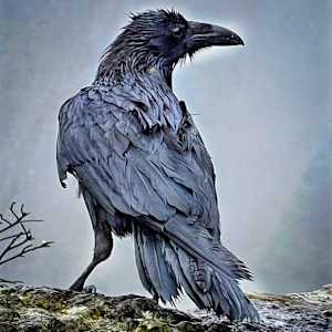 Obsidian Gold by Sandy Brown Jensen, Image 2.