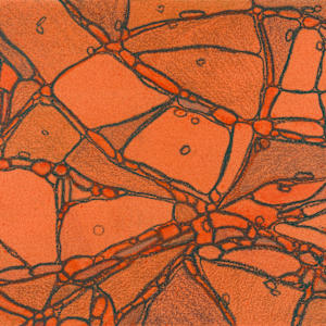 From Chromatophores #3 by Sean McDowell 