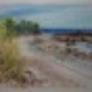 Los Cedros by Charlotte Rollman