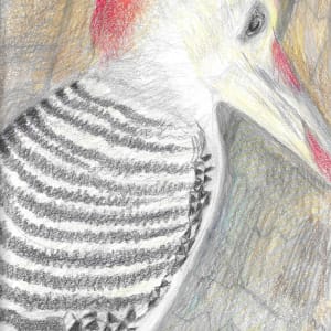 Red-bellied Woodpecker by Amy Bryan