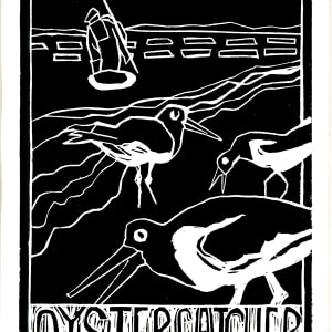 Oystercatcher by Artnova Gallery