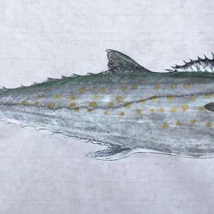 Spanish Mackerel 