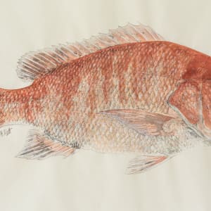 Red Snapper by Kaylee Hettenbaugh 