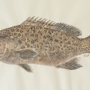 Scamp Grouper by Kaylee Hettenbaugh 