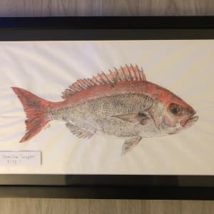 Vermilion Snapper 
