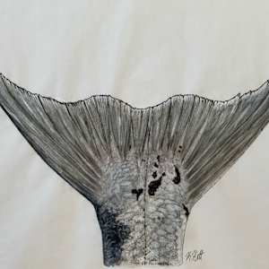 Barracuda Tail I by Kaylee Hettenbaugh 