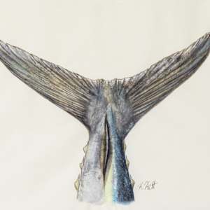 Blackfin Tuna Tail by Kaylee Hettenbaugh 