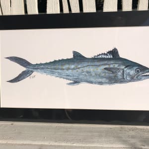 Spanish Mackerel 