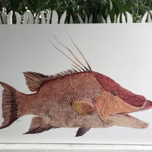 Hogfish  Image: Canvas Reproduction Print