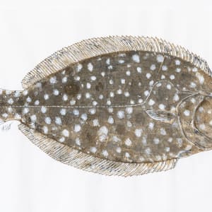 Southern Flounder I by Kaylee Hettenbaugh 