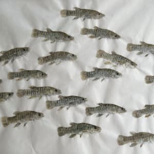 School of Mudminnows 
