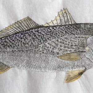 Summertrout 