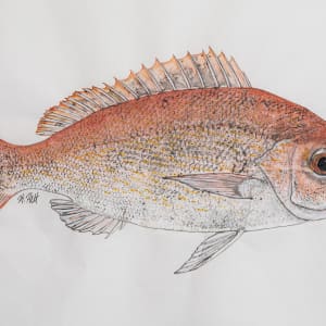 Vermilion Snapper by Kaylee Hettenbaugh 