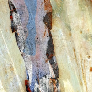 Eucalypt Bark Series No 1 by Colin J. Abbott