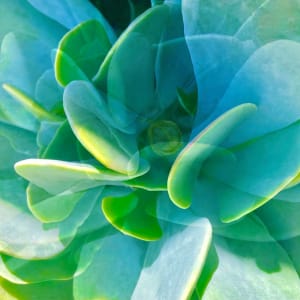 Succulent by Cherrie Anderson