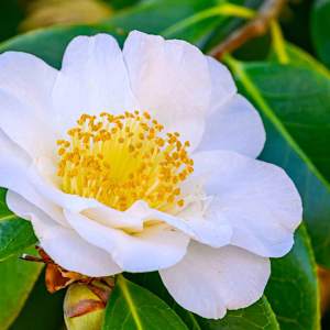 White Camelia by Marcella Apodaca
