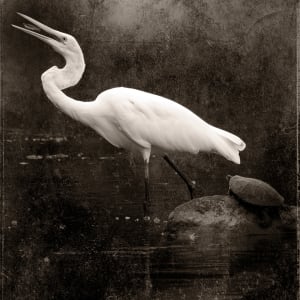 The Egret by Robert David Atkinson