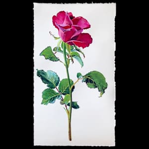 Fuchsia Garden Rose by Alicia Sterling Beach
