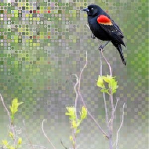 Blackbird's Morning Cry I by David Blow