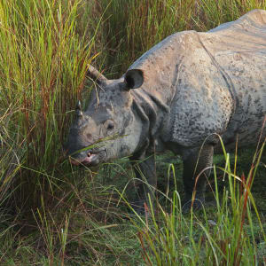 One-Horned Indian Rhinoceros by Lee-Margaret Borland