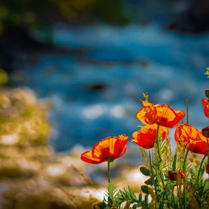 Boulder Creek Poppies by Cara Brewer