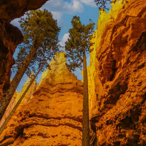 Lodge Pole Pines Morning by Rodney Buxton