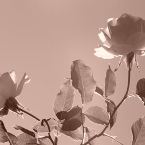 Sepia Rose by Regina Calvert