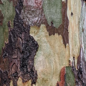 Tanoble Bark by Walter Cochran-Bond