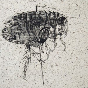 Flea by Robert Creighton