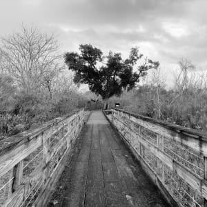 The Leaves Remain at the End by Justine Crowley