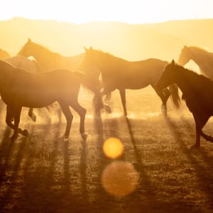 Golden Gallop-Majestic Horses Embracing the Sun's Radiance in a Sunset Stampede by Matt Dusig