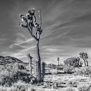 Covington Flats Wilderness (#2/10) by Mike DeCesare