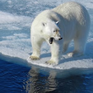 North Pole Polar Bear Yawn by Lynne Deutch