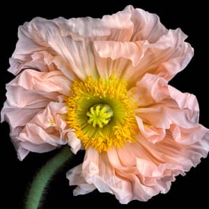 Italian Poppy Pose by Amy Duffy