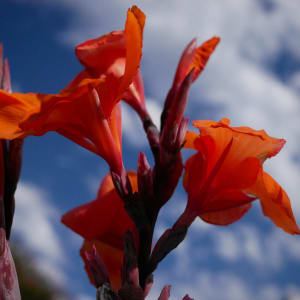 Lily Like by Kay Erickson