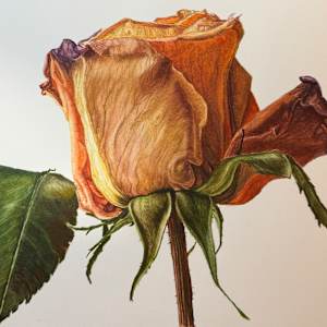 Dried Rose #3 by Cassie Fairley