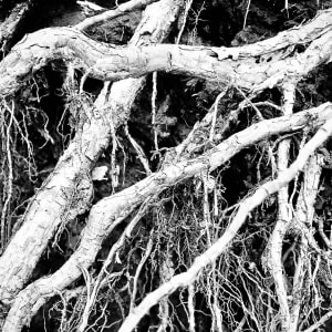 Entanglement by Fiona Morehouse