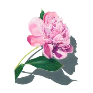 Pink Peony by Liane Fiore