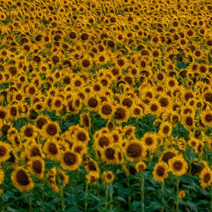 Hypnotizing Sunflowers by Rita Frovarp