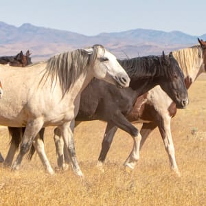 Wild Mustangs by Diane George