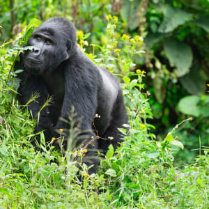 Gorilla in the Forest by Jen Goldman