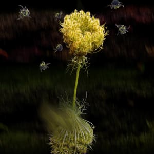 Queen Anne's Broom by Deb Grossfield